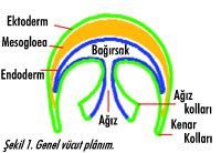 Denizanasının Kollarında