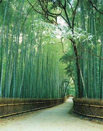 bambu ağacı