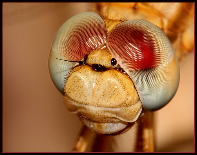 Böceklerden sanatsal fotoğraflar..