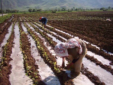 Karadeniz Bölgesi