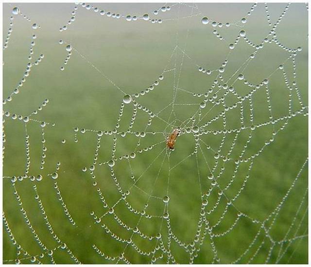 Örümcek Ağlarının Yağmur Sonrası Görüntüleri