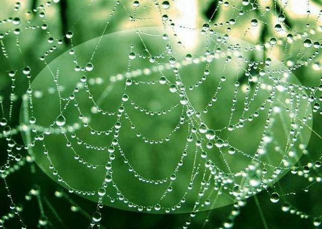 Örümcek Ağlarının Yağmur Sonrası Görüntüleri