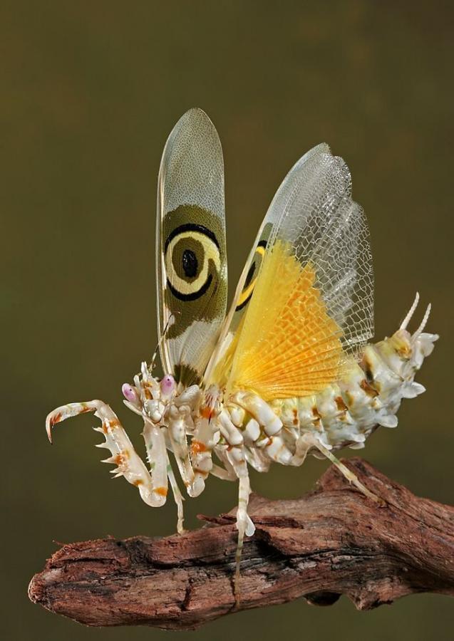 'Görebilen' İçin GİZLİ Değil