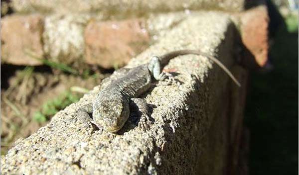 'Görebilen' İçin GİZLİ Değil