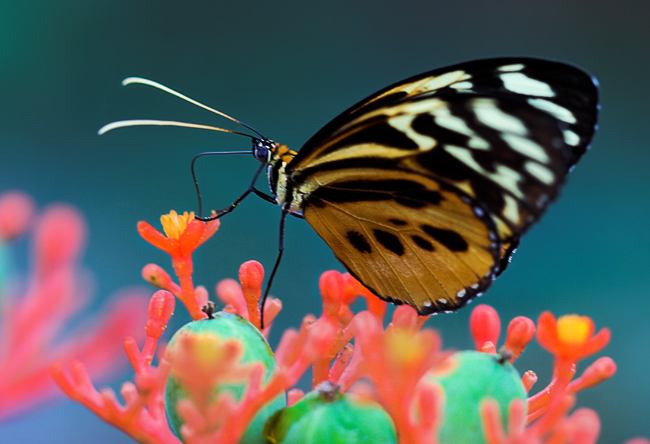 Hayvanların Anne Karnındaki Gelişim Fotoğrafları