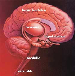 Vücudumuzun iki hakimi: Hipotalamus ve hipofiz