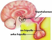 Vücudumuzun iki hakimi: Hipotalamus ve hipofiz