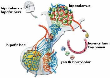 Vücudumuzun iki hakimi: Hipotalamus ve hipofiz