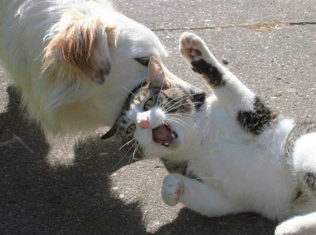 Hayvanlar kavga ederse :)
