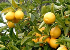Limon Diyeti Limon Diyeti