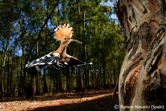 Vahşi(!) Doğa Fotoğrafçıları Yarışma Ödülleri