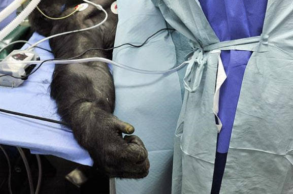 32 Yasindaki Goril Ameliyat edildi