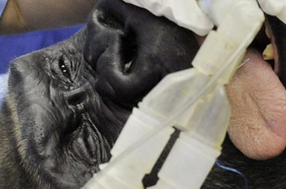 32 Yasindaki Goril Ameliyat edildi