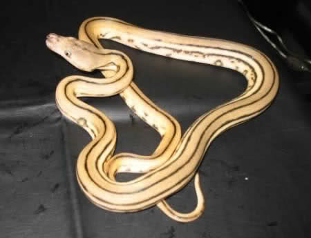 Albino Hayvanlar