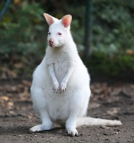 Albino Hayvanlar