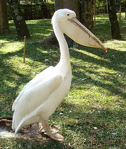 Albino Hayvanlar