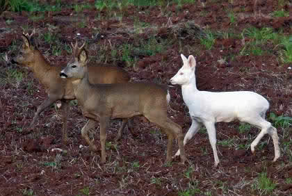 Albino Hayvanlar