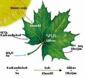 Bitkilerin dünyasi