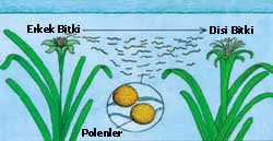 Deniz alti bitkilerinde polenleşme yöntemi ile üreme