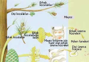 Aerodinamik kozalaklar