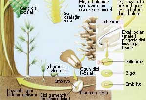 Aerodinamik kozalaklar