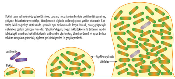 Konuşan Bakteriler ve Aczimiz