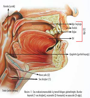Ses Mekanizmamızdaki Harikalıklar