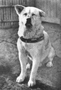 Hachiko ve SADIKLIK