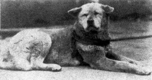 Hachiko ve SADIKLIK