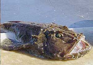 Fener balığı (Lophius piscatorius)