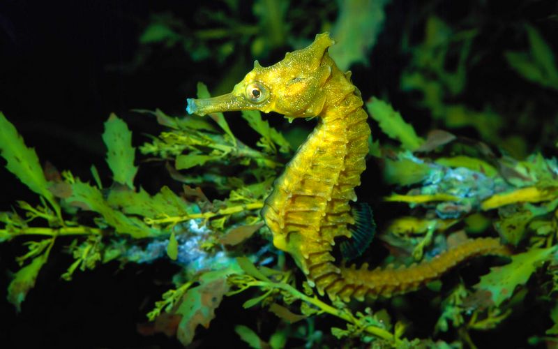 Denizati (Hippocampus)