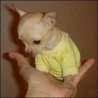 Chihuahua (en kücük Köpek türü)