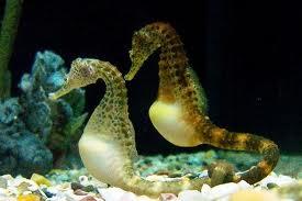 Denizati (Hippocampus)