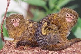 Cüce ipek maymunu (Callithrix pygmaea)