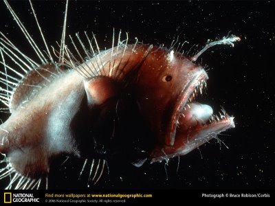 Fener balığı (Lophius piscatorius)