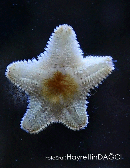 Denizyildizi (Asteroiidea)