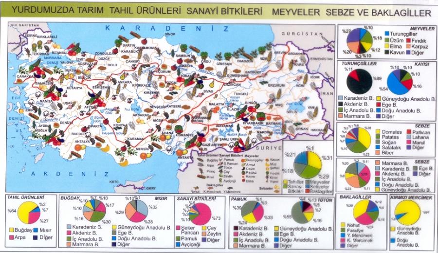 Türkiyede yetişen tarım ürünleri-özellikleri-bölgelere göre dağılışı
