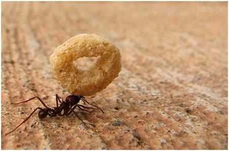 Kanaatkar Arı ve Hırslı Karınca