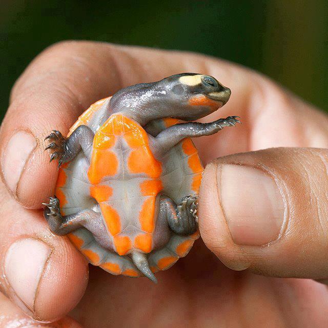 Kaplumbaga türünden bir örnek :)