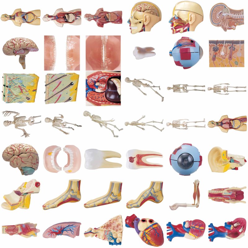 İnsan anatomisi resimleri