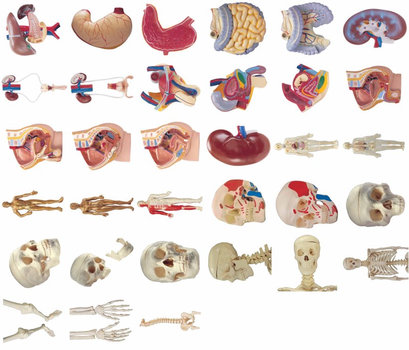 İnsan anatomisi resimleri