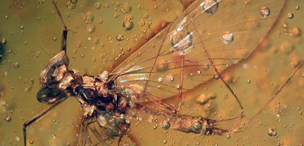 16 milyon yıllık sinek fosili bulundu