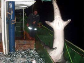 300 kilioluk köpek balığı yakalandı 