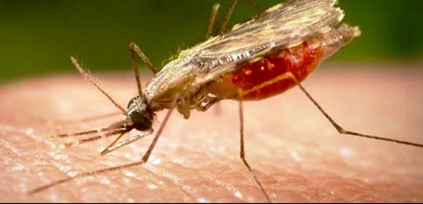 330 milyon insan sıtma tehlikesi yaşayacak 