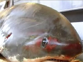 4 meterelik köpek balığı satışları artırdı 