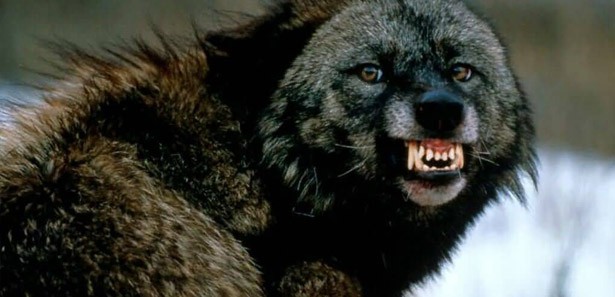 6 kişiyi ısıran köpek kuduz çıktı!