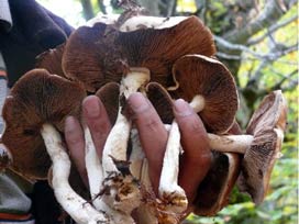 6 kişi yedikleri mantardan zehirlendi