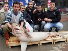 70 kilo ağırlığında köpekbalığı yakalandı 