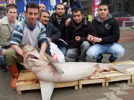 70 kilo ağırlığında köpekbalığı yakalandı