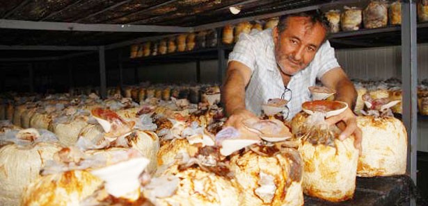 Alzheımer hastalığına mantar tedavisi